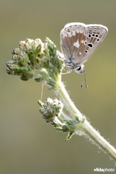Noordelijk mansschildblauwtje