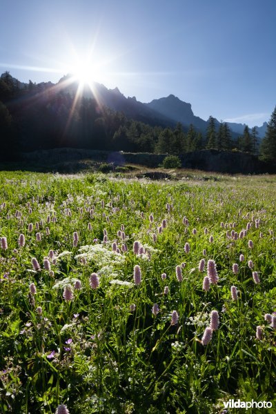 Alpenhooiland