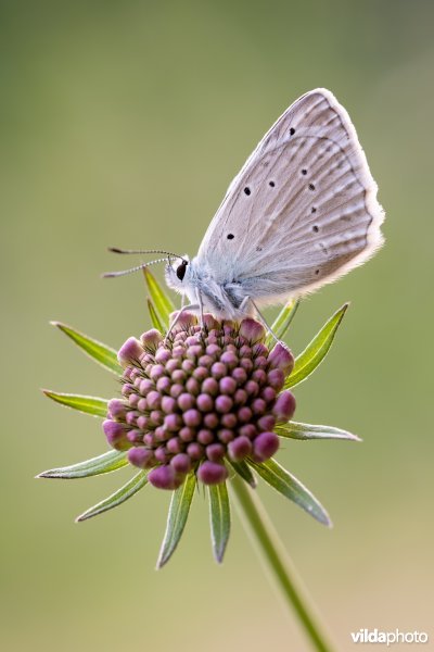 Getand blauwtje