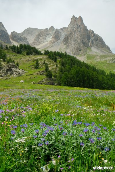 Bloemenweelde in de Alpen