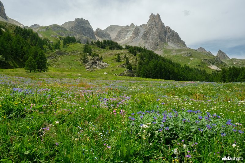 Bloemenweelde in de Alpen