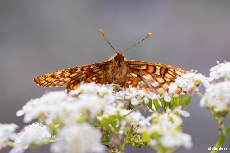 Oranjebonte parelmoervlinder