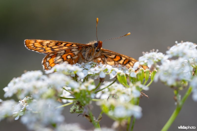 Oranjebonte parelmoervlinder