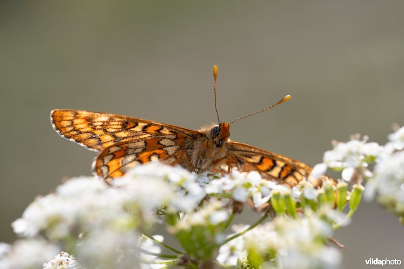 Oranjebonte parelmoervlinder