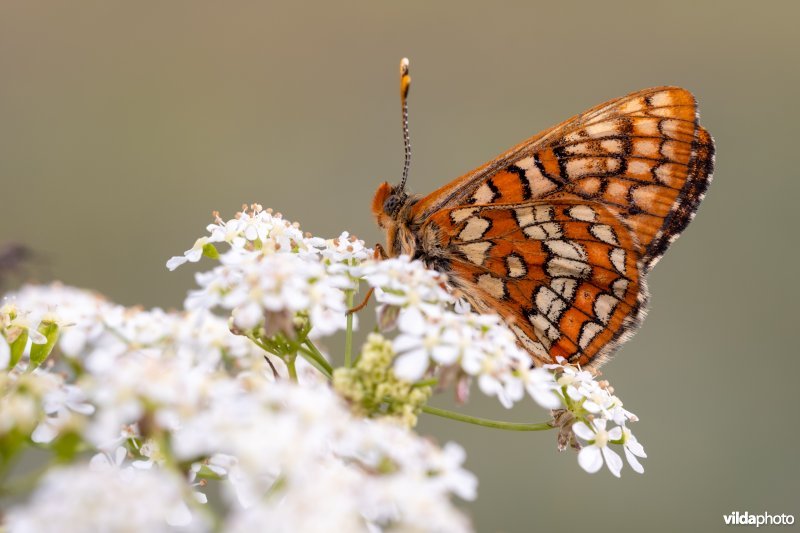 Oranjebonte parelmoervlinder