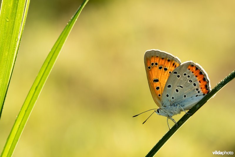 Nederlandse Grote vuurvlinder