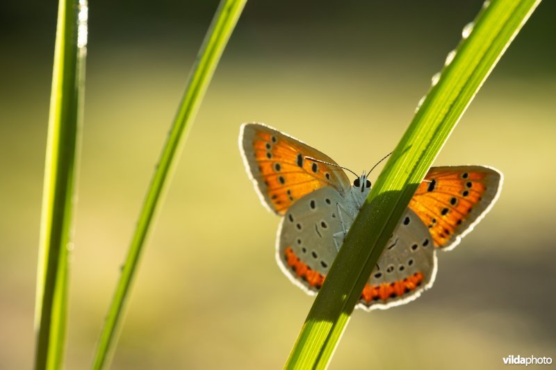 Nederlandse Grote vuurvlinder