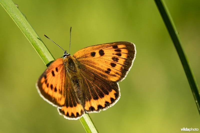 Nederlandse Grote vuurvlinder