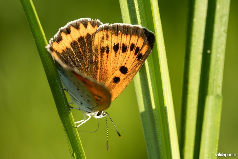 Nederlandse Grote vuurvlinder