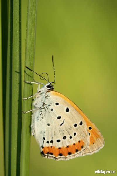 Nederlandse Grote vuurvlinder