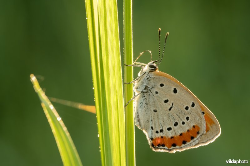 Nederlandse Grote vuurvlinder