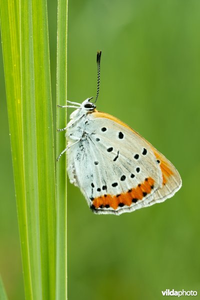 Nederlandse Grote vuurvlinder