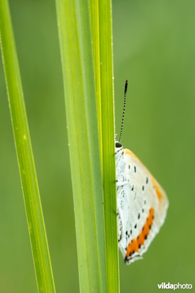 Nederlandse Grote vuurvlinder