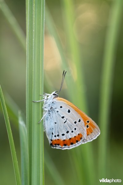 Nederlandse Grote vuurvlinder