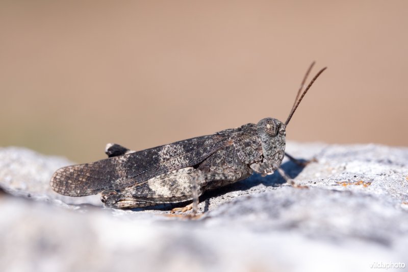 Roodvleugelsprinkhaan