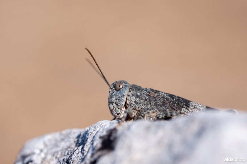 Roodvleugelsprinkhaan