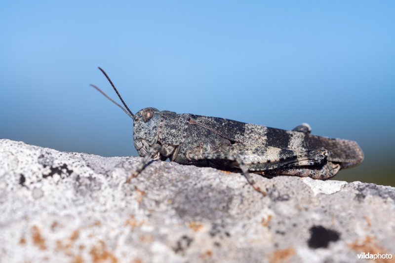 Roodvleugelsprinkhaan
