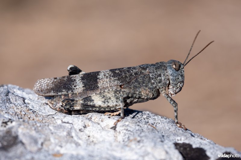 Roodvleugelsprinkhaan