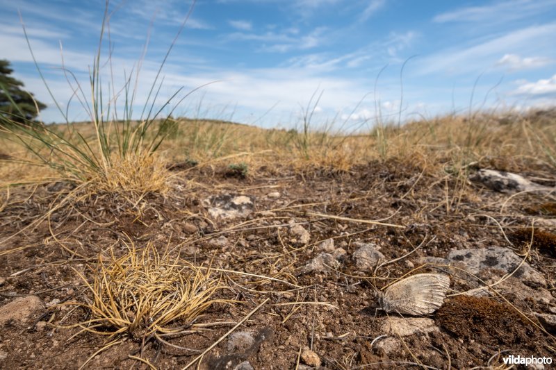 Heremiet in habitat
