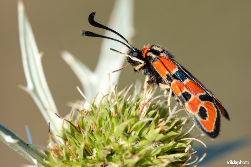 Geelgerande bloedvlekvlinder