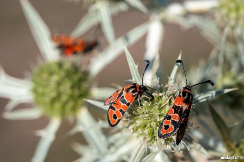 Geelgerande bloedvlekvlinder