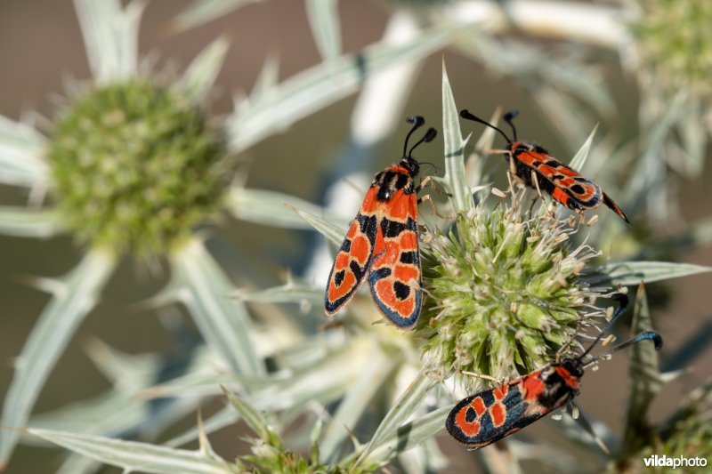 Geelgerande bloedvlekvlinder