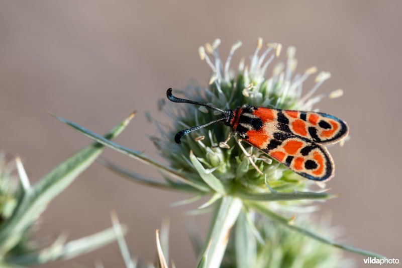 Geelgerande bloedvlekvlinder