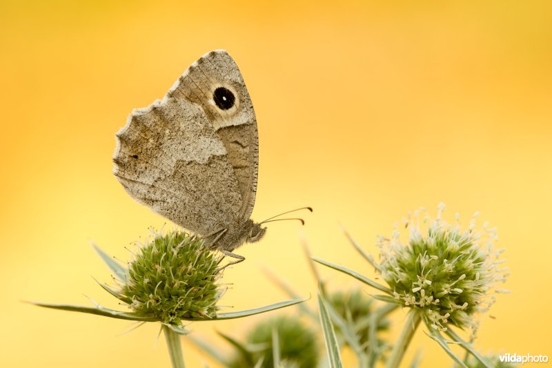 Kleine heivlinder