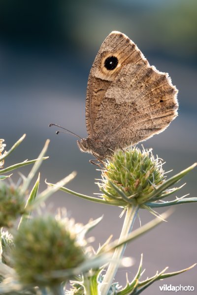 Kleine heivlinder