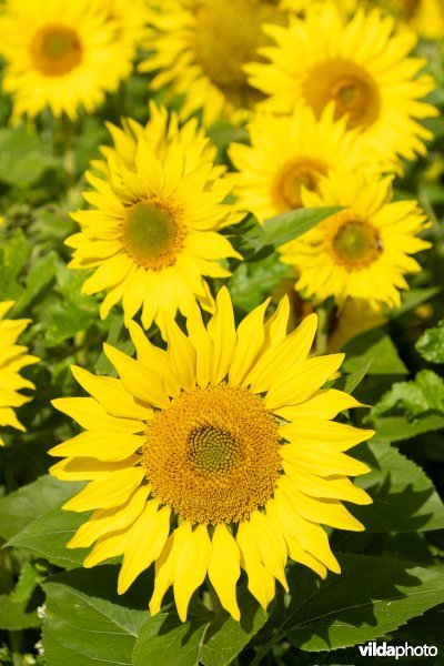 Veld zonnebloemen