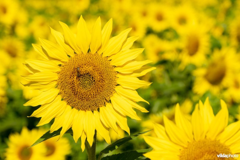 honingbij op zonnebloem