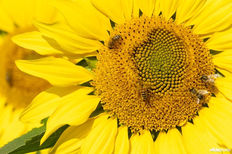 Honingbijen op zonnebloem