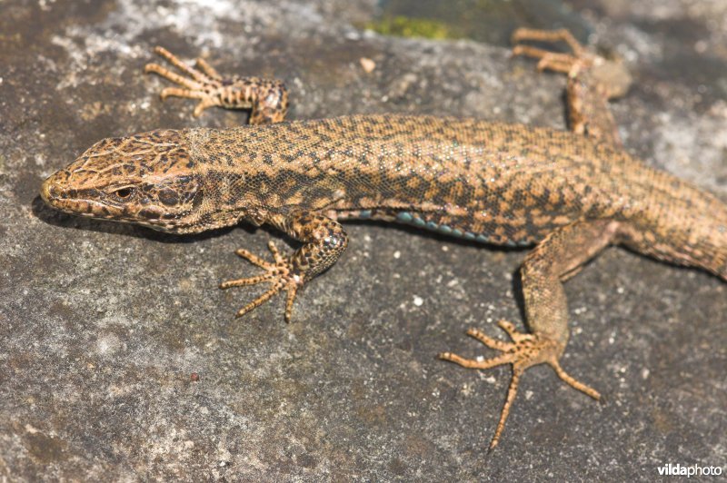 Muurhagedis in paarkleed