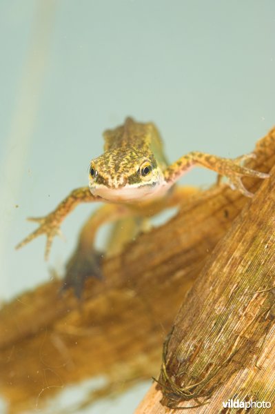 Vinpootsalamander