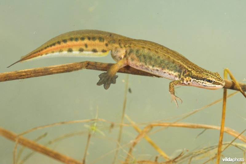 Vinpootsalamander
