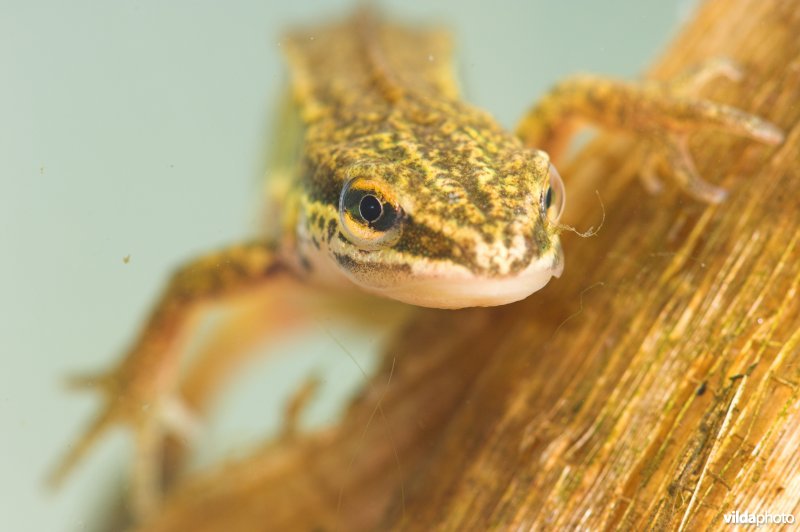 Vinpootsalamander