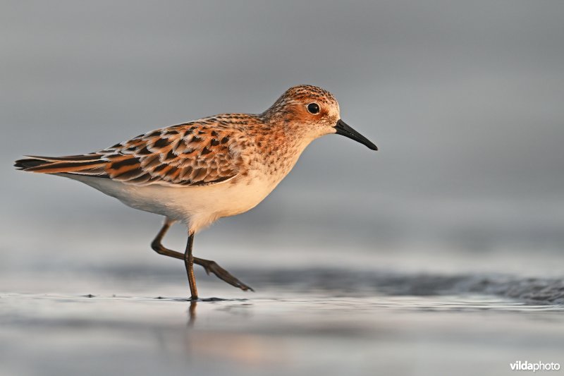 Kleine strandloper