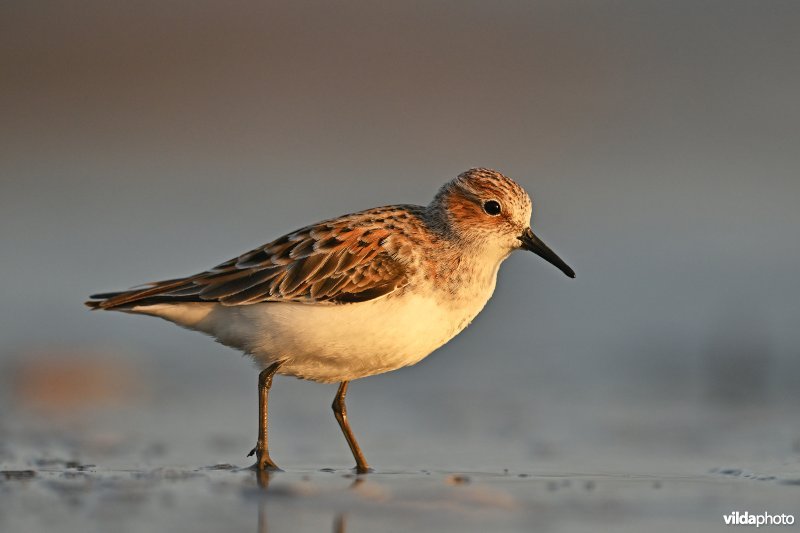 Kleine strandloper