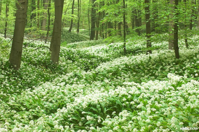 Hallerbos