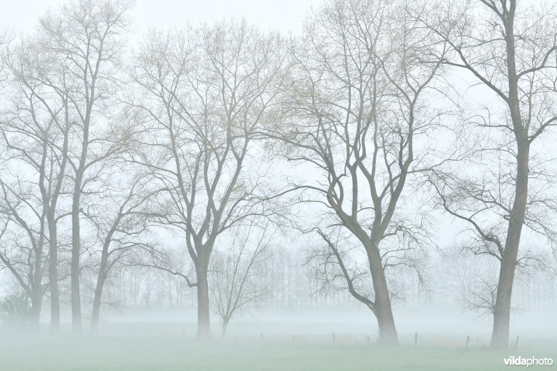 Vondelmeersen in Grammene