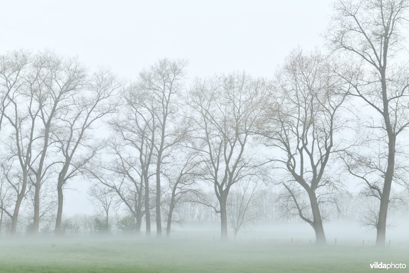 Vondelmeersen in Grammene