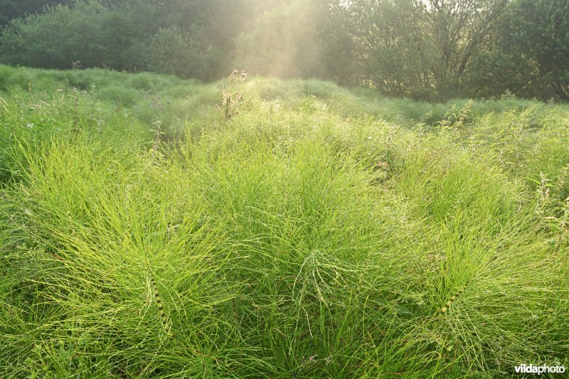 Reuzenpaardestaart in de Douvebeekvallei