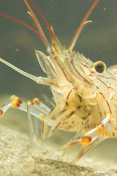 Gezaagde Steurgarnaal