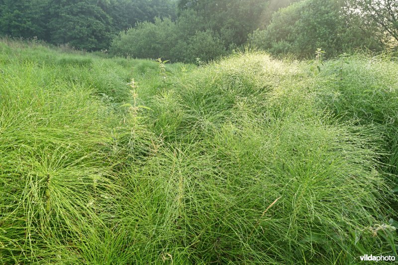 Reuzenpaardestaart in de Douvebeekvallei