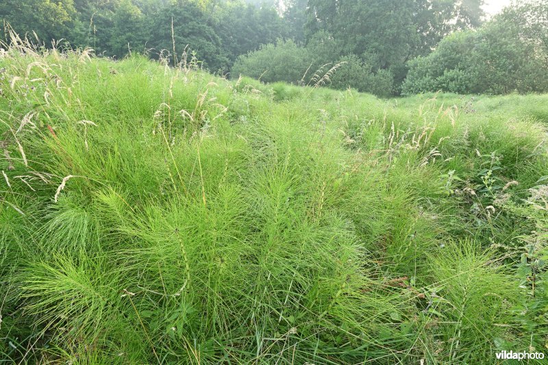 Reuzenpaardestaart in de Douvebeekvallei