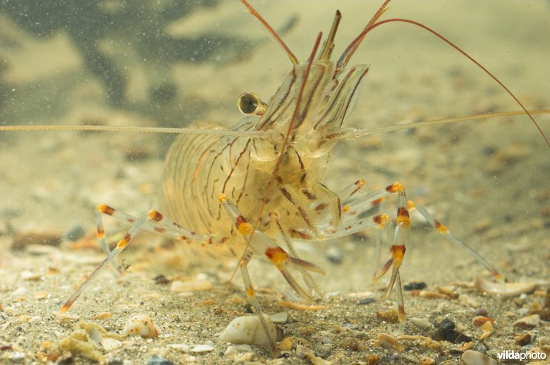 Gezaagde Steurgarnaal