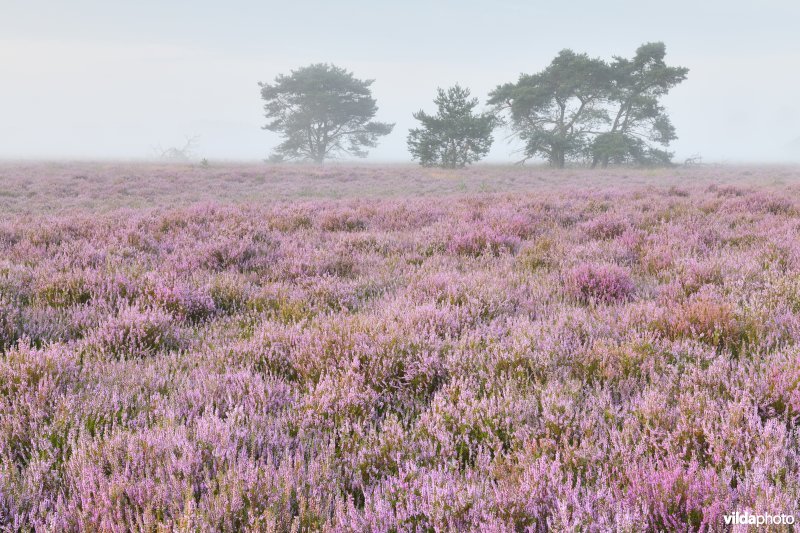 Groote Heide - Leenderheide