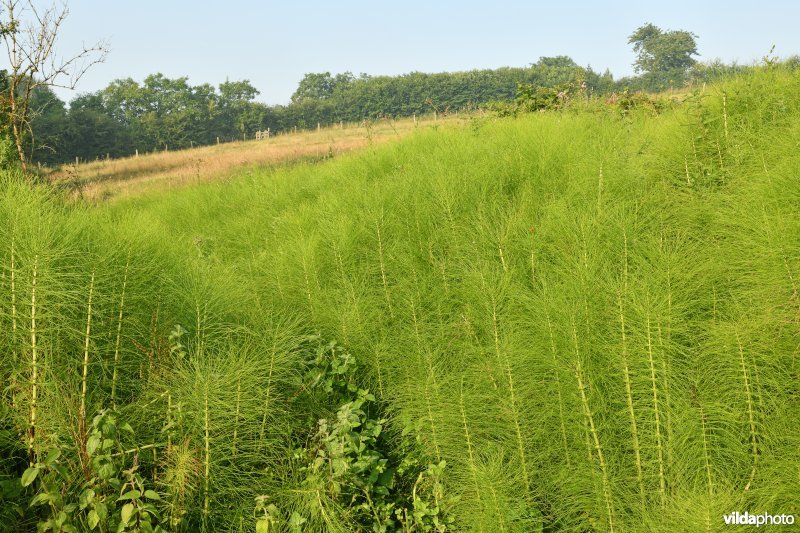 Reuzenpaardestaart in de Douvebeekvallei