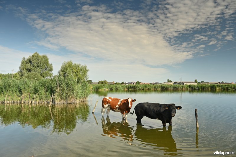 De Grote Geule