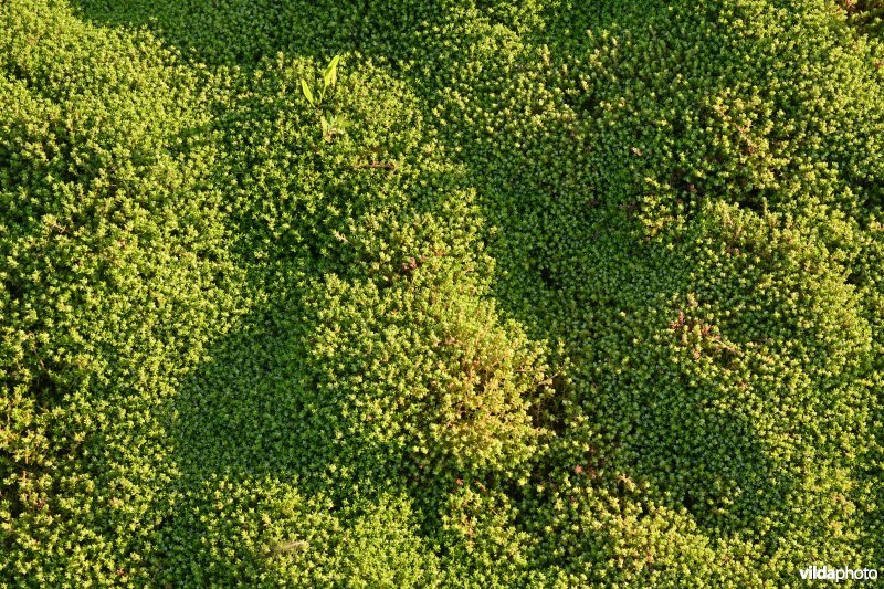 Watercrassula in de Vlakte van Zwijndrecht